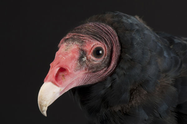 Turkey vulture